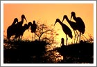 Bharatpur bird Sanctuary, Bharatpur