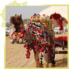 Pushkar Camel Fair in Rajasthan