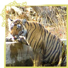 Rajasthan Wildlife Tiger