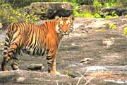 Tiger at Bandhavgarh National Park