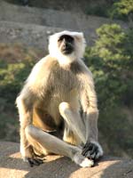 Grey Langur, Kanha National Park