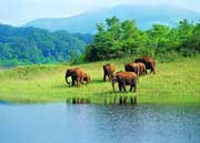 Elephant at Periyar