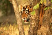 Ranthambhore National Park, Ranthambhore