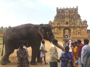 Tanjore Temple, Tanjore