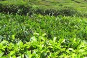 Tea Plantaion, Munnar