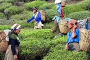 tea plantations Darjeeling