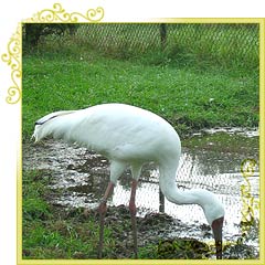 Keoladeo Ghana National Park, Bharatpur