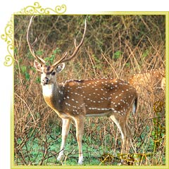 Deer at Kumbhalgarh Sanctuary