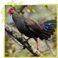 Grey Jungle Fowl, Mount Abu Wildlife Sanctuary