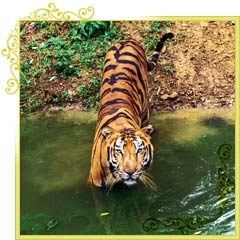 Tiger in Ranthambhore National Park